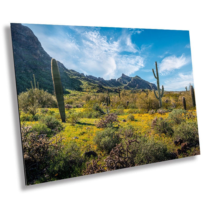 Picacho Peak Super Bloom: Arizona Desert Saguaro Cacti & Wildflowers Wall Art