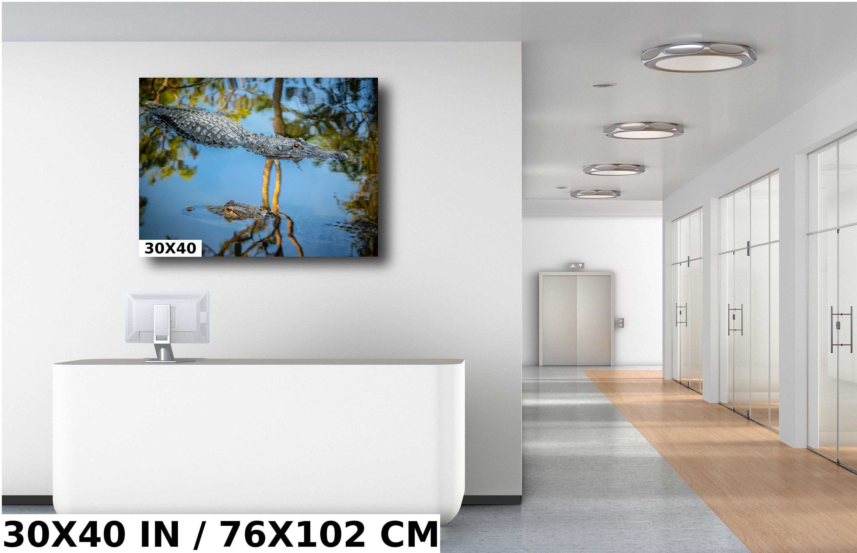 The Eyes Have It: Alligator's Alert Gaze in Serene Waters Wall Art Metal Acrylic Print Reptile Animal Photography