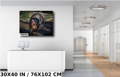 The Dandy Gobbler: Capturing the Splendor of Turkey Plumage Wall Art Metal Canvas Print Bronze Turkey Photography