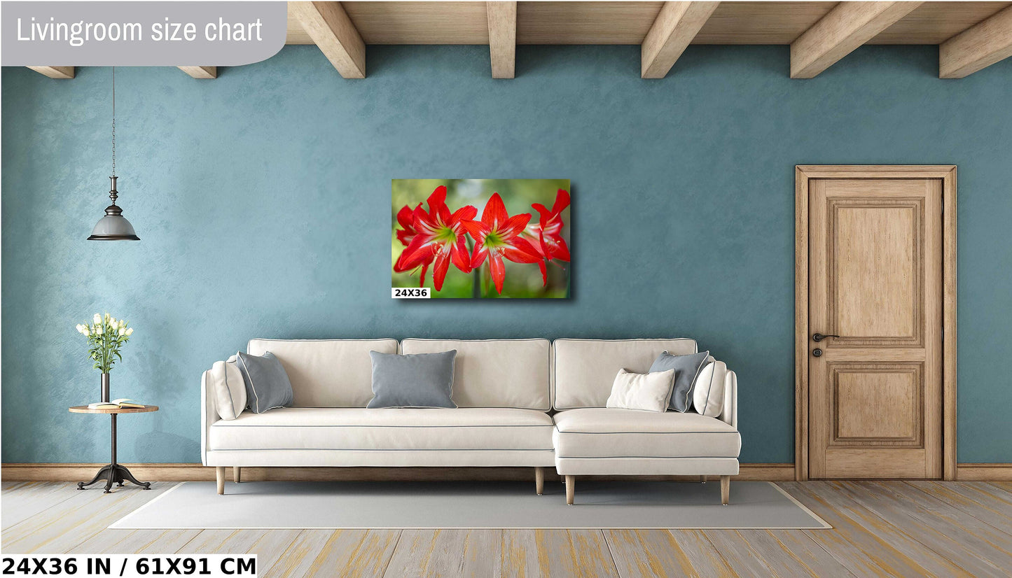Blossom Brilliance: Hippeastrum Balentino Wall Art Amaryllis Metal Canvas Print Blooming Red Flower Photography