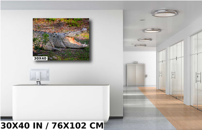 Predator's Gaze: Crocodile's Opening its Mighty Jaws Everglades Wall Art Metal Aluminum Print Retile Photography