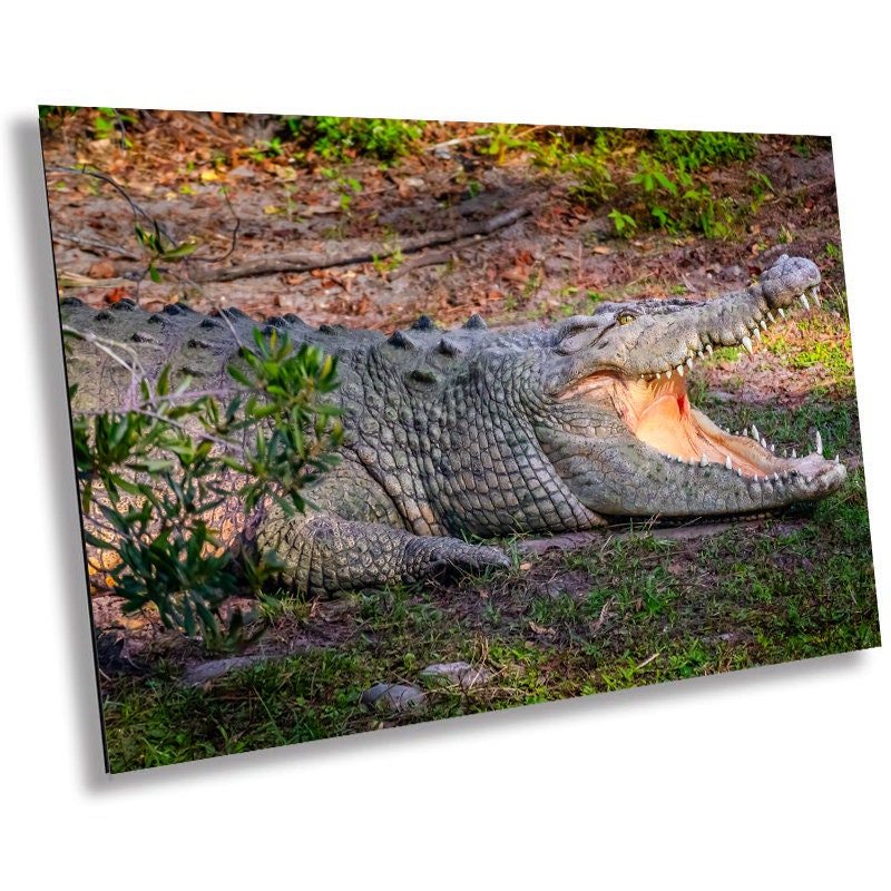 Predator's Gaze: Crocodile's Opening its Mighty Jaws Everglades Wall Art Metal Aluminum Print Retile Photography