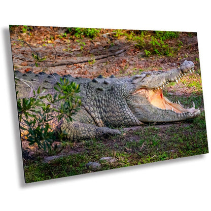 Predator's Gaze: Crocodile's Opening its Mighty Jaws Everglades Wall Art Metal Aluminum Print Retile Photography