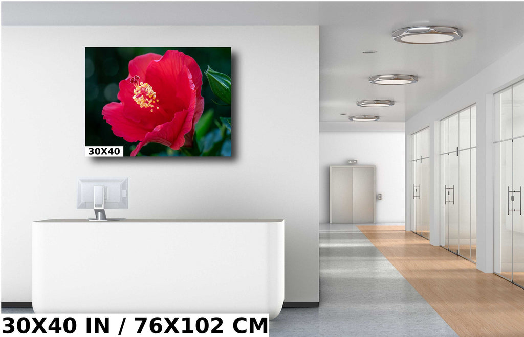 Floral Awakening: Red Hibiscus Flower About to Bloom Wall Art Metal Acrylic Print Flower Photography