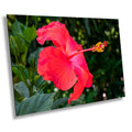 Hibiscus Hues: Radiant Charm of a Blooming Red Hibiscus Wall Art Nature Flower Metal Canvas Print