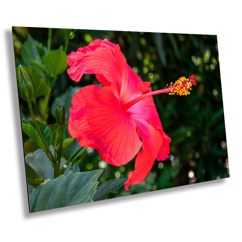 Hibiscus Hues: Radiant Charm of a Blooming Red Hibiscus Wall Art Nature Flower Metal Canvas Print