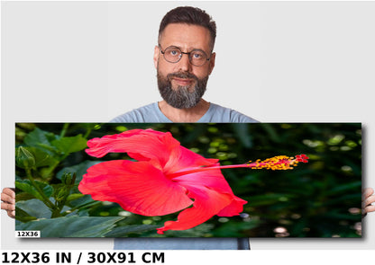 Hibiscus Hues: Radiant Charm of a Blooming Red Hibiscus Wall Art Nature Flower Metal Canvas Print