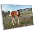 Wild Horse Foal Theodore Roosevelt National Park Photography Wall Art