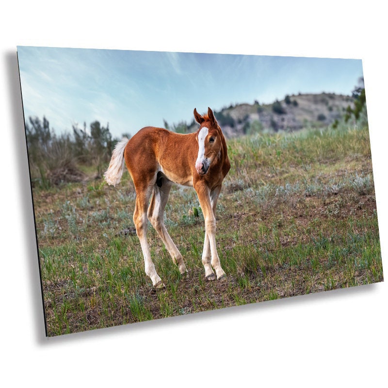 Wild Horse Foal Theodore Roosevelt National Park Photography Wall Art
