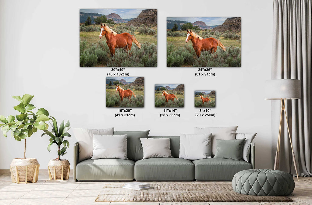 Wild Stallion Theodore Roosevelt National Park Photography Wall Art