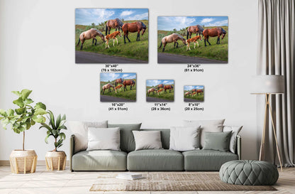 Prairie Generations: Horse Family Grazing in Theodore Roosevelt Park Metal Acrylic Print North Dakota Wall Art