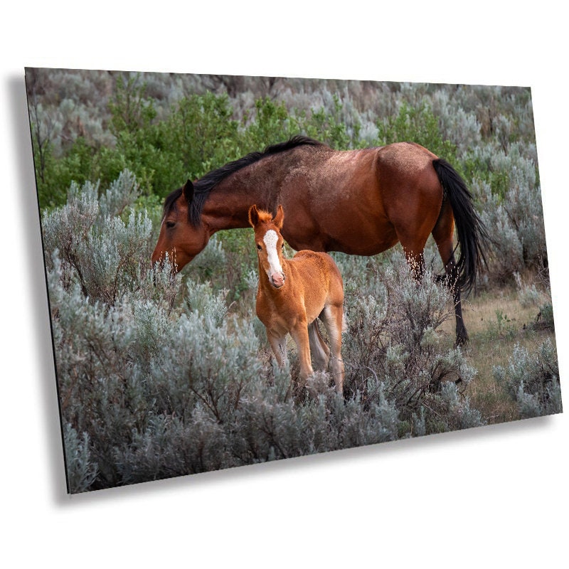 Wild Horses Theodore Roosevelt National Park Photography Wall Art