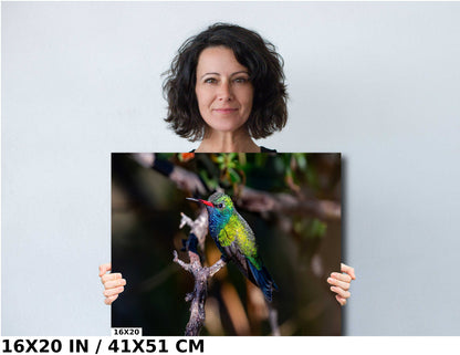 Feathered Jewel: Broad-Billed Hummingbird Wall Art Bird Photography Metal Acrylic Print