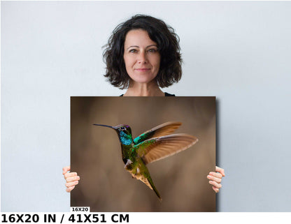 Rivoli's Regal Flight: Rivoli's Hummingbird Glorious Flight Wall Art Bird Photography Metal Canvas Print
