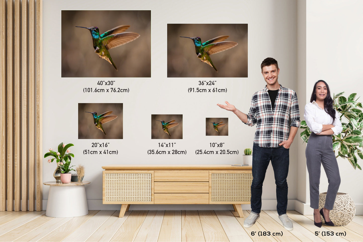Rivoli's Regal Flight: Rivoli's Hummingbird Glorious Flight Wall Art Bird Photography Metal Canvas Print