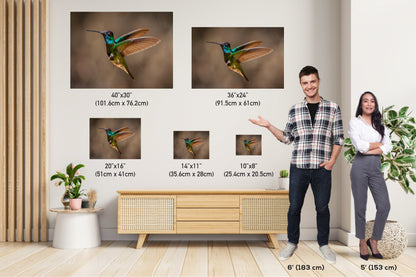 Rivoli's Regal Flight: Rivoli's Hummingbird Glorious Flight Wall Art Bird Photography Metal Canvas Print