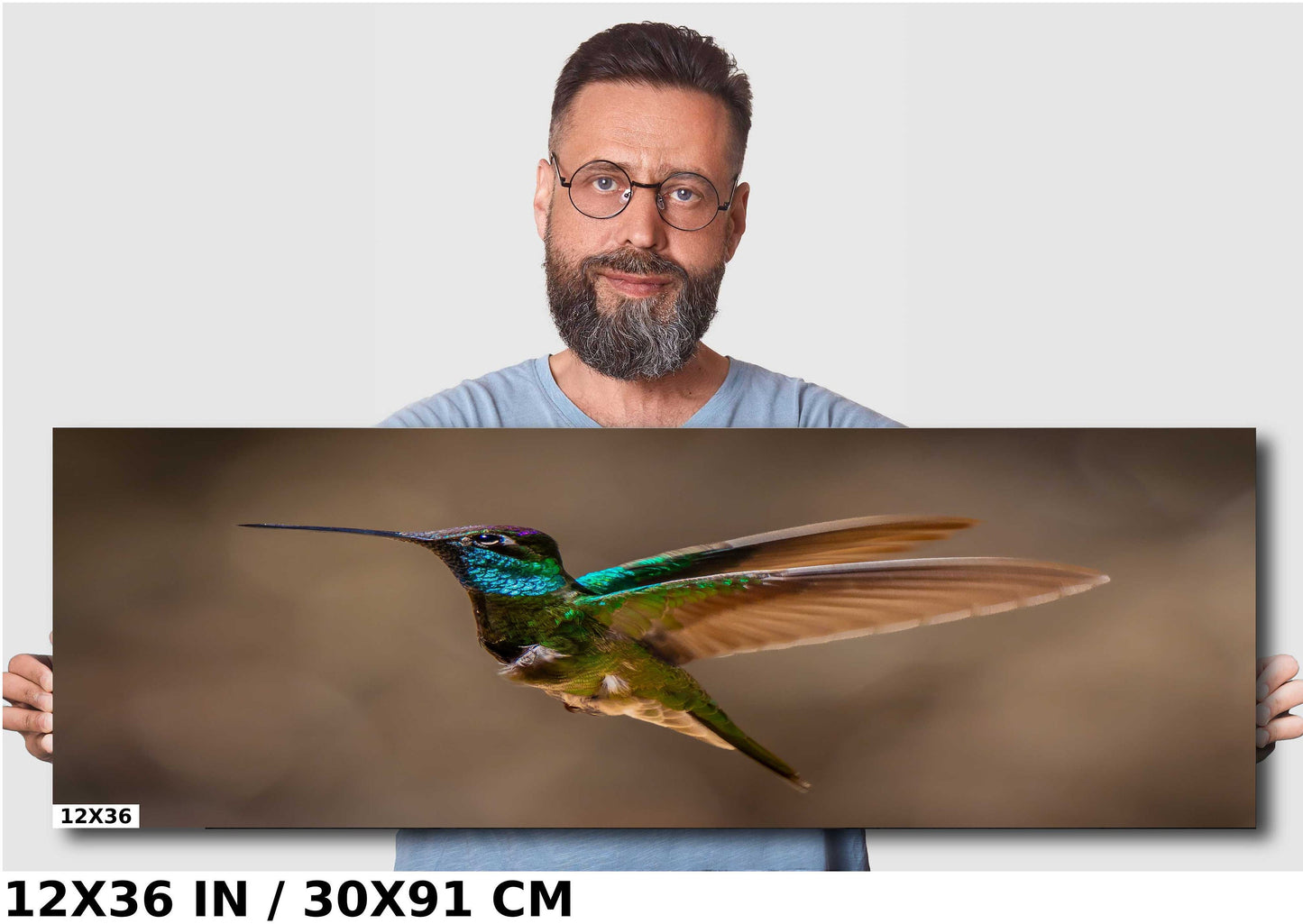 Rivoli's Regal Flight: Rivoli's Hummingbird Glorious Flight Wall Art Bird Photography Metal Canvas Print