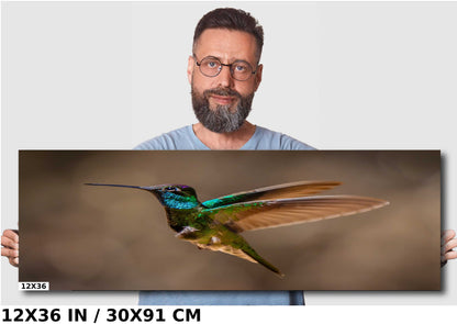 Rivoli's Regal Flight: Rivoli's Hummingbird Glorious Flight Wall Art Bird Photography Metal Canvas Print