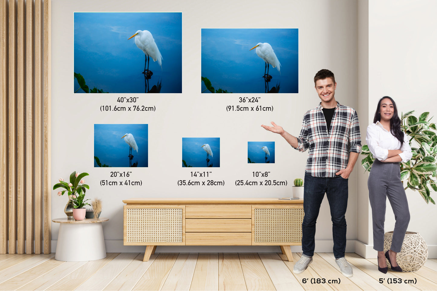 Pristine Plumage: The White Great Egret's Effortless Elegance Wall Art Metal Acrylic Print Bird Photography