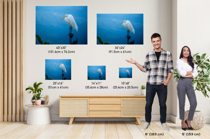 Pristine Plumage: The White Great Egret's Effortless Elegance Wall Art Metal Acrylic Print Bird Photography