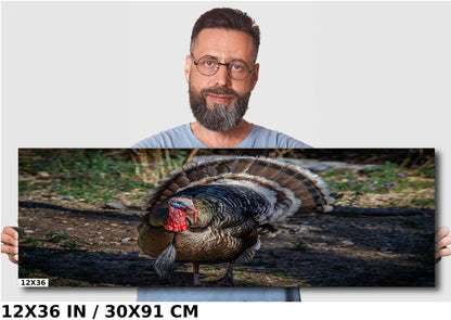 The Dandy Gobbler: Capturing the Splendor of Turkey Plumage Wall Art Metal Canvas Print Bronze Turkey Photography