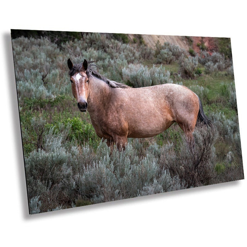 Wild Stallion Theodore Roosevelt Park, North Dakota Photography Wall Art