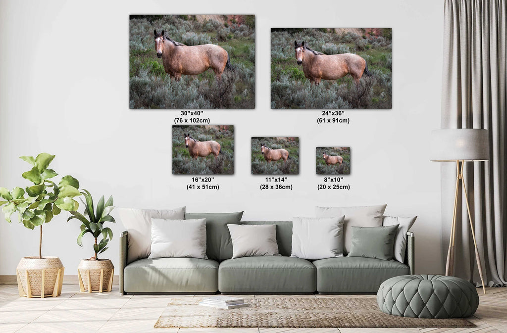 Wild Stallion Theodore Roosevelt Park, North Dakota Photography Wall Art