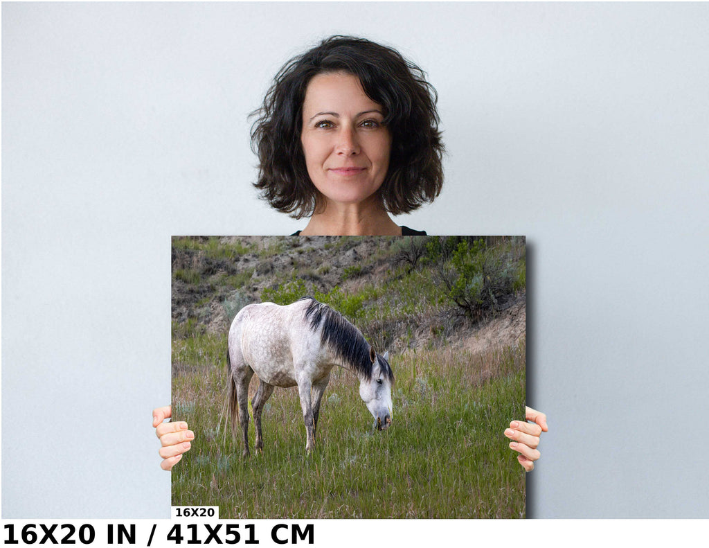 White Horse in Theodore Roosevelt National Park Photography Wall Art