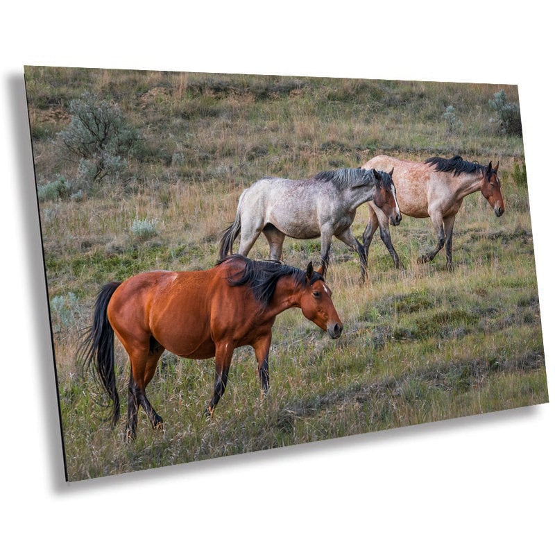Prairie Trio: Horses in Perfect Step at Theodore Roosevelt Park National Park Metal Acrylic Print North Dakota Wall Art