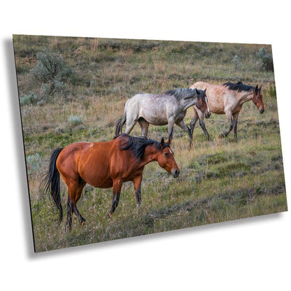 Prairie Trio: Horses in Perfect Step at Theodore Roosevelt Park National Park Metal Acrylic Print North Dakota Wall Art
