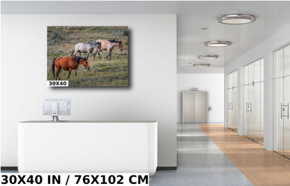 Prairie Trio: Horses in Perfect Step at Theodore Roosevelt Park National Park Metal Acrylic Print North Dakota Wall Art