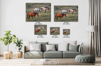 Prairie Trio: Horses in Perfect Step at Theodore Roosevelt Park National Park Metal Acrylic Print North Dakota Wall Art
