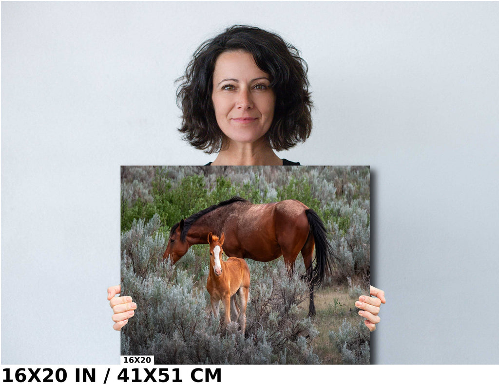 Wild Horses Theodore Roosevelt National Park Photography Wall Art