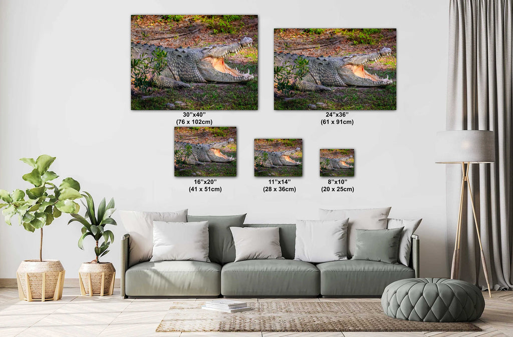Predator's Gaze: Crocodile's Opening its Mighty Jaws Everglades Wall Art Metal Aluminum Print Retile Photography