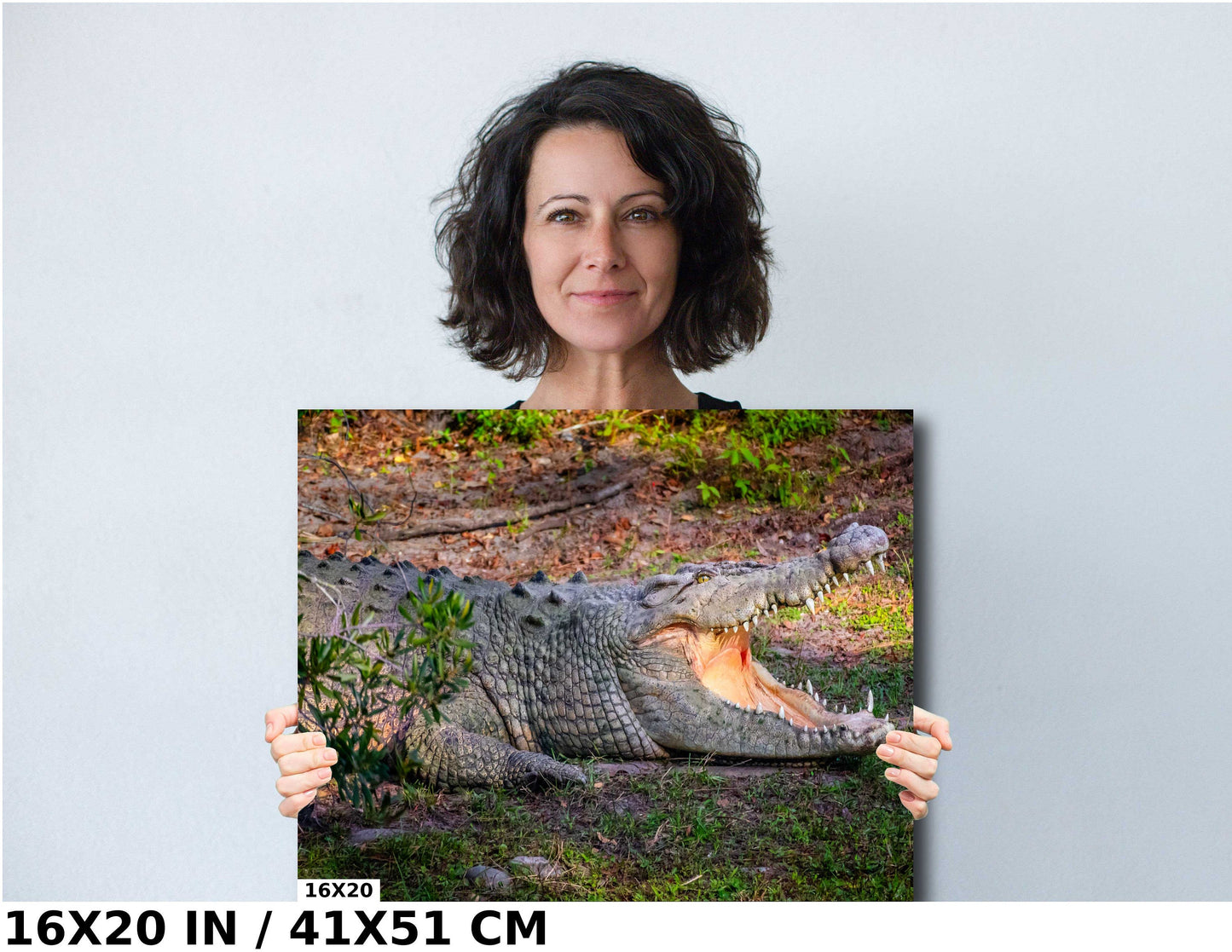 Predator's Gaze: Crocodile's Opening its Mighty Jaws Everglades Wall Art Metal Aluminum Print Retile Photography