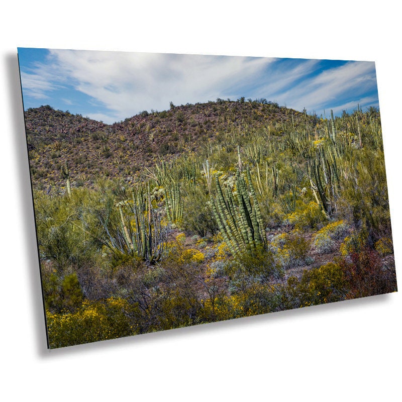 Desert Bouquet: Tiger Tailed Organ Pipe National Monument Cactus and Springtime Wildflowers Wall Art