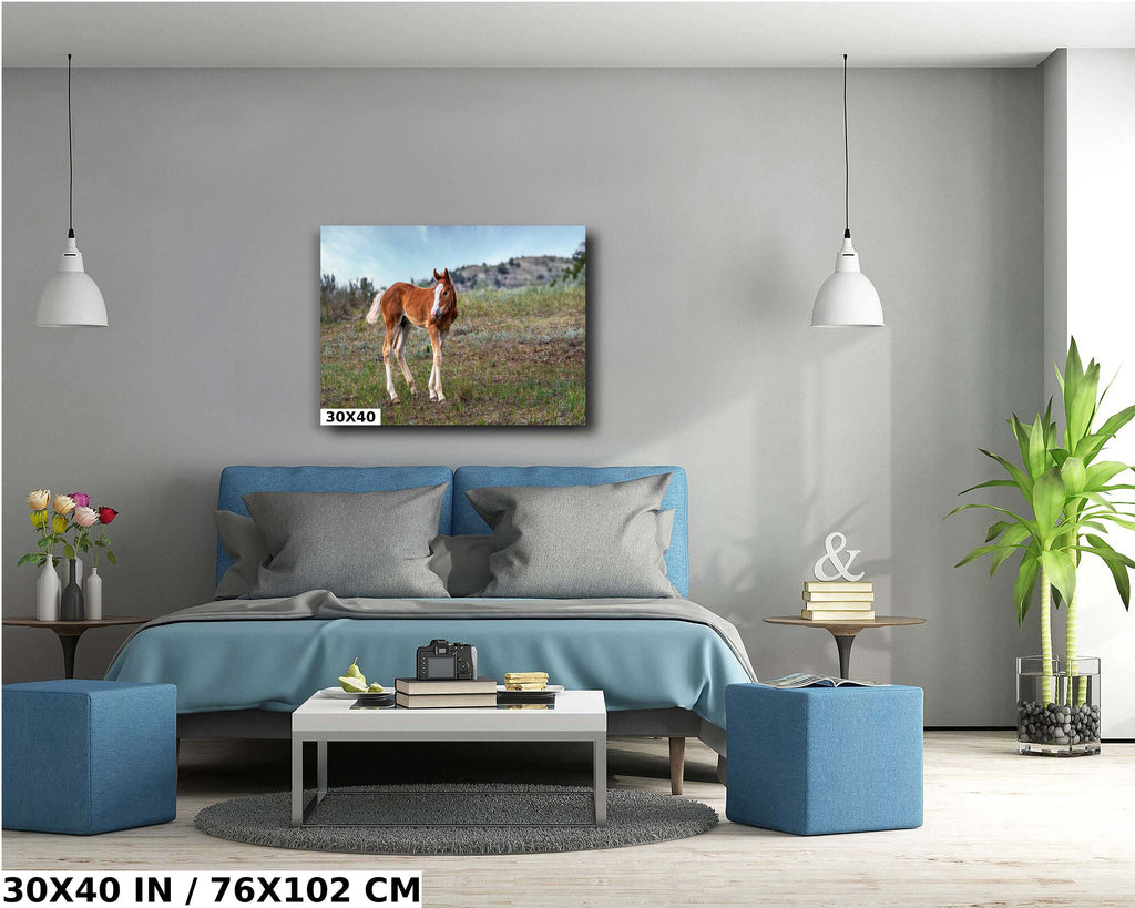 Wild Horse Foal Theodore Roosevelt National Park Photography Wall Art