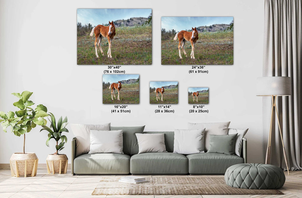Wild Horse Foal Theodore Roosevelt National Park Photography Wall Art