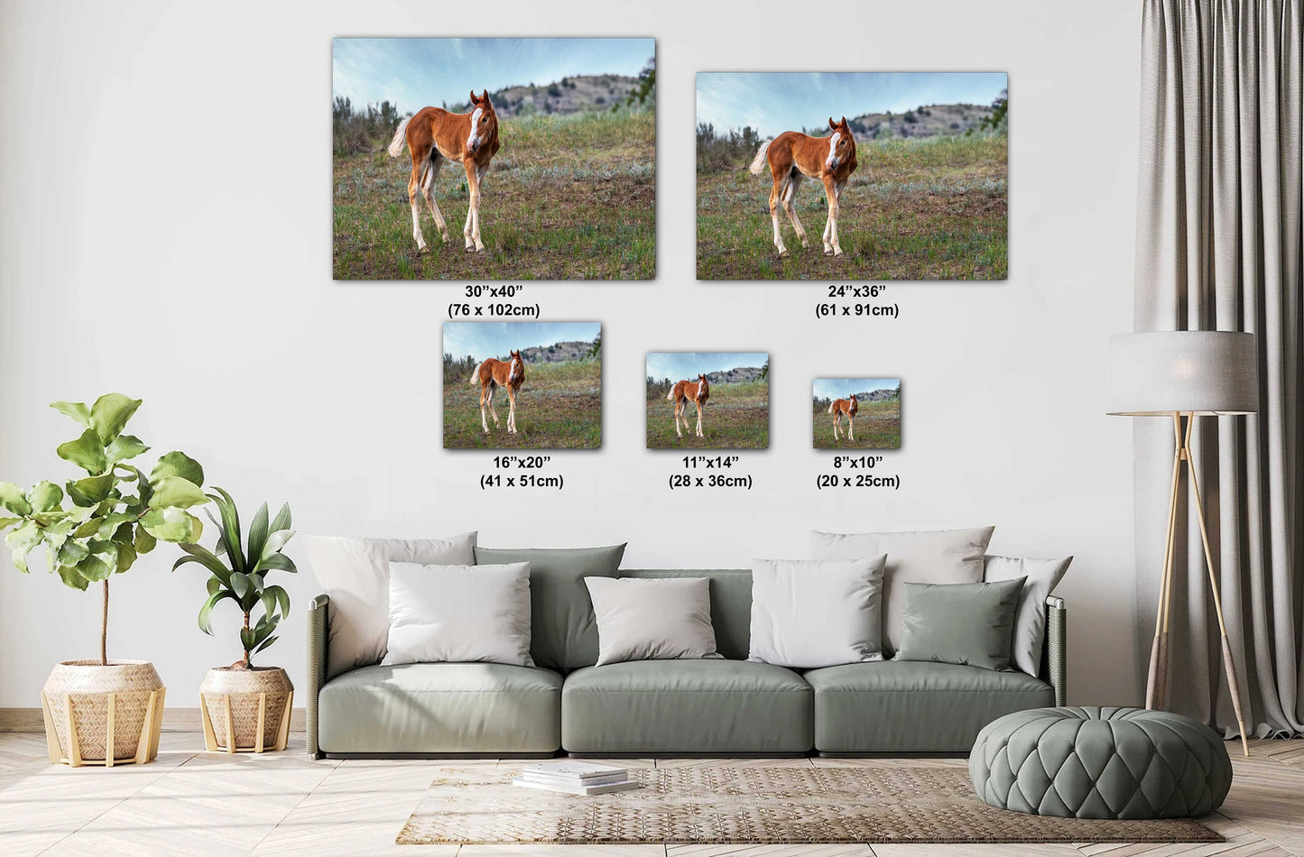 Wild Horse Foal Theodore Roosevelt National Park Photography Wall Art