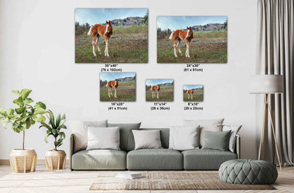 Wild Horse Foal Theodore Roosevelt National Park Photography Wall Art