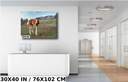 Wild Horse Foal Theodore Roosevelt National Park Photography Wall Art