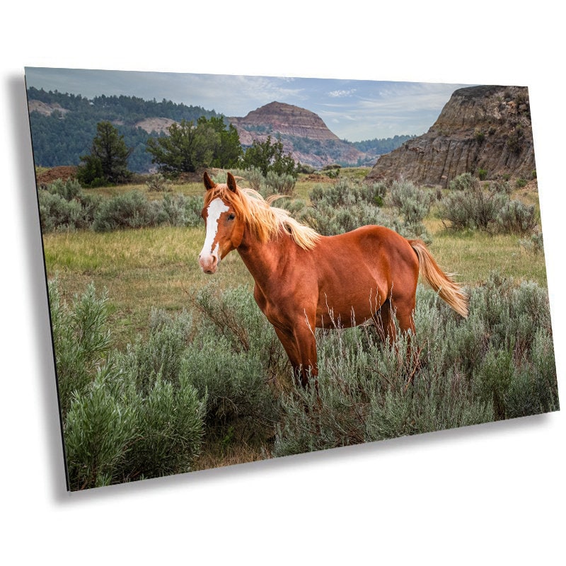 Wild Stallion Theodore Roosevelt National Park Photography Wall Art