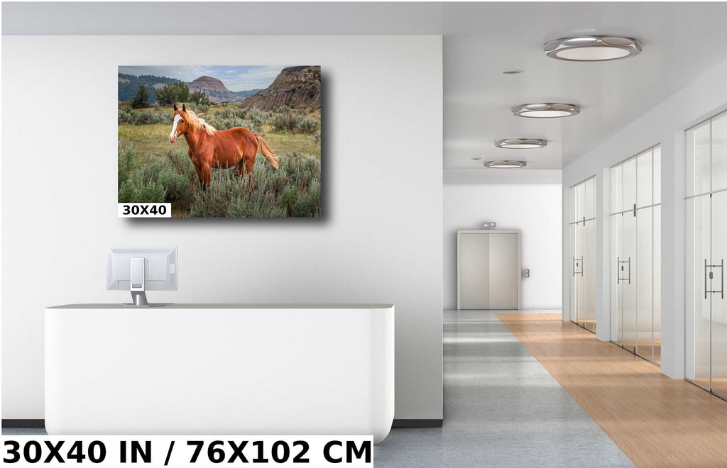 Wild Stallion Theodore Roosevelt National Park Photography Wall Art