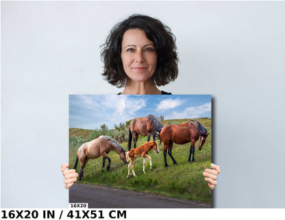 Prairie Generations: Horse Family Grazing in Theodore Roosevelt Park Metal Acrylic Print North Dakota Wall Art
