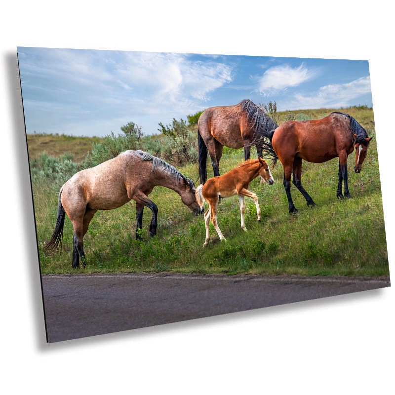 Prairie Generations: Horse Family Grazing in Theodore Roosevelt Park Metal Acrylic Print North Dakota Wall Art