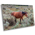 Wild Stallion: Theodore Roosevelt National Park Photography Wall Art