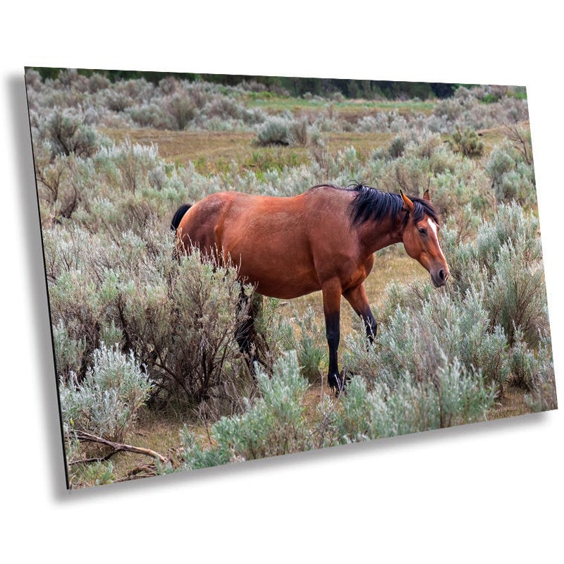 Wild Stallion: Theodore Roosevelt National Park Photography Wall Art
