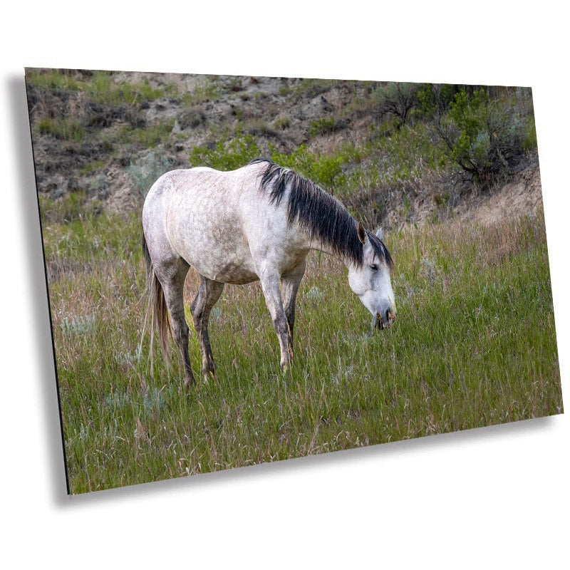 White Horse in Theodore Roosevelt National Park Photography Wall Art