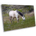 White Horse in Theodore Roosevelt National Park Photography Wall Art