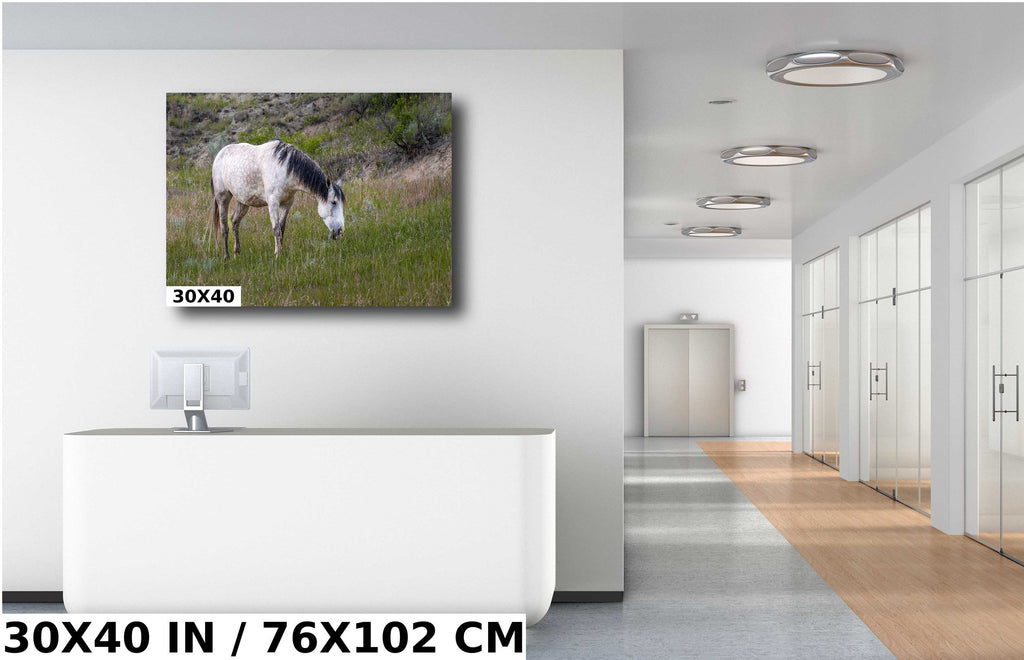 White Horse in Theodore Roosevelt National Park Photography Wall Art